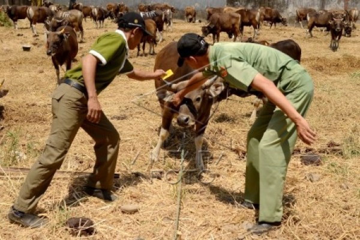 Jelang Idul Adha, Harga Sapi Capai Rp22 Juta/Ekor