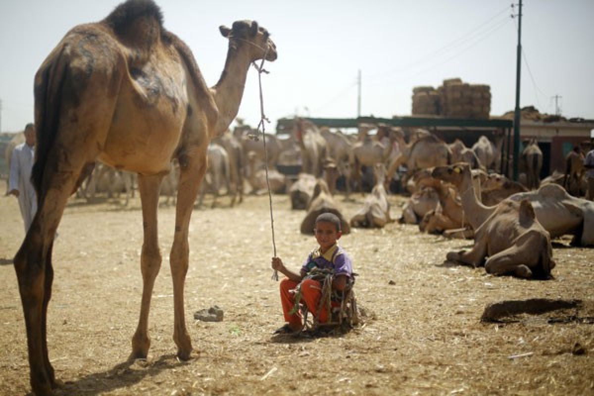 Pasar ternak hidup di Mesir alami resesi menjelang Idul Adha