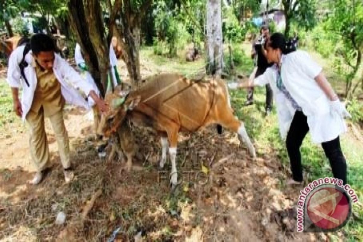 Distan Maluku luncurkan aplikasi kesehatan hewan