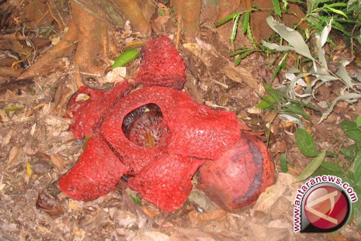 Sudah 39 Bunga Rafflesia Mekar di Bengkulu