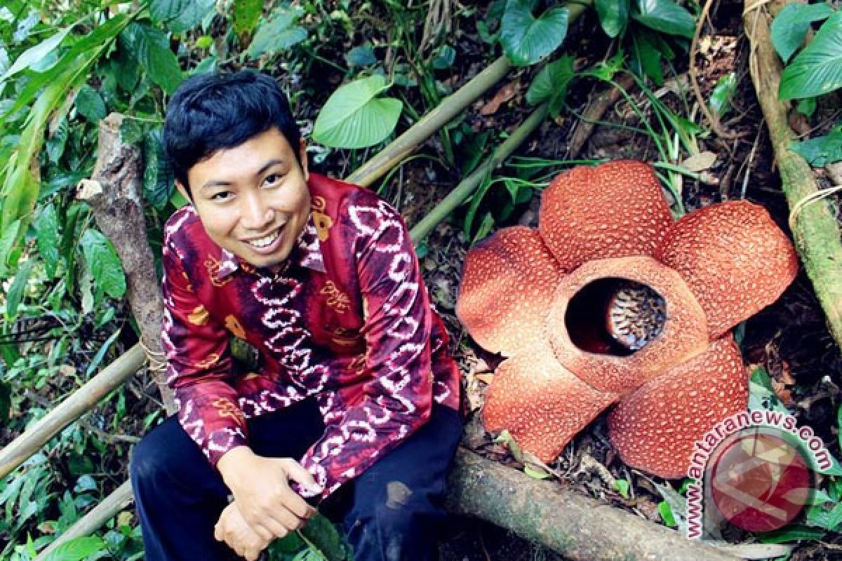 KPPL: 39 bunga Rafflesia mekar di Bengkulu