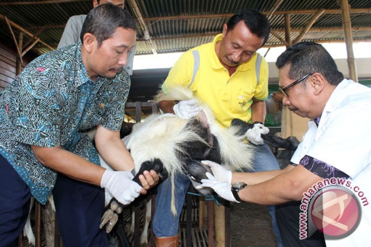 Pakar kesehatan: masih ada mitos daging kambing