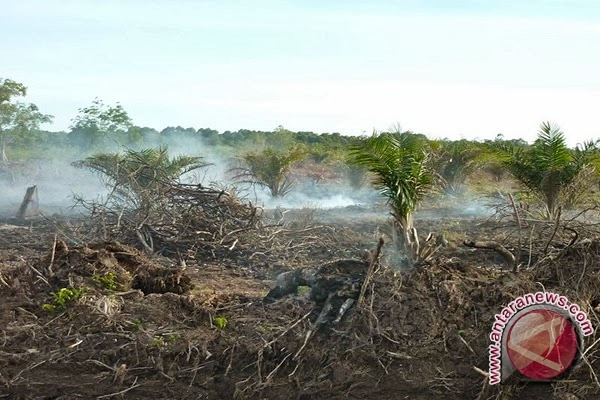 Ribuan Pohon Sawit Di Barut Habis Terbakar 