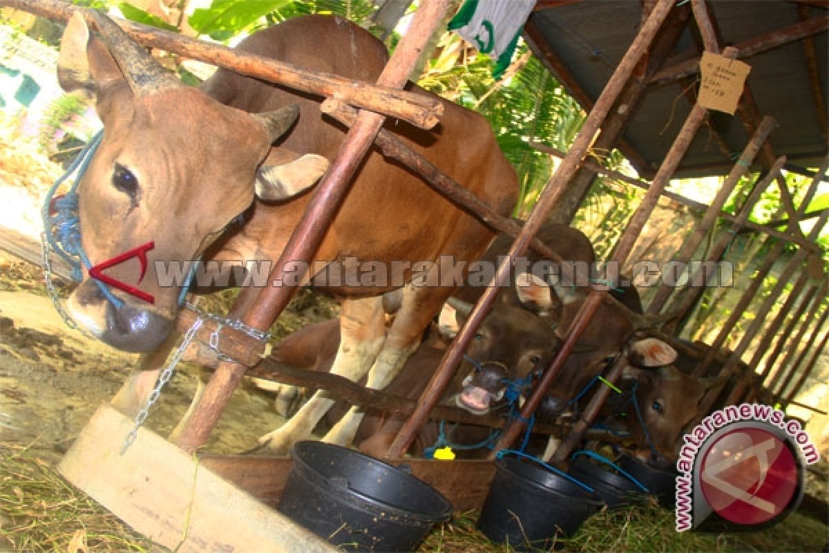 Pemkot Lhokseumawe Bantu Kurban ke Desa