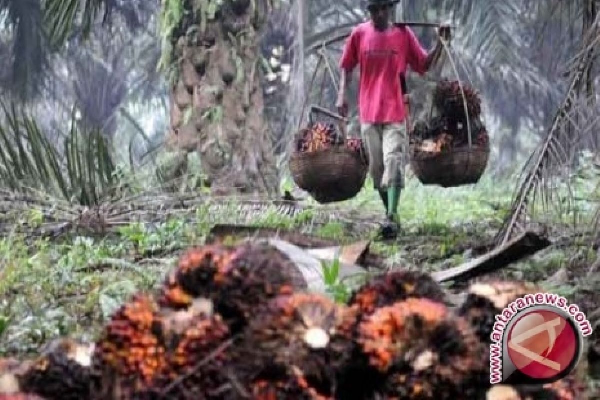 Ratusan Pekerja Sawit di Babel Terjangkit Ispa