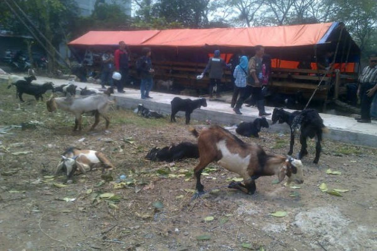 Pemkot Pontianak Periksa Kesehatan Hewan Kurban