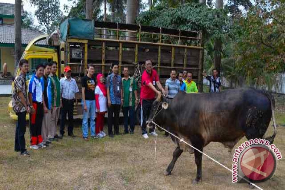 Semen Baturaja bantu 20 ekor sapi kurban