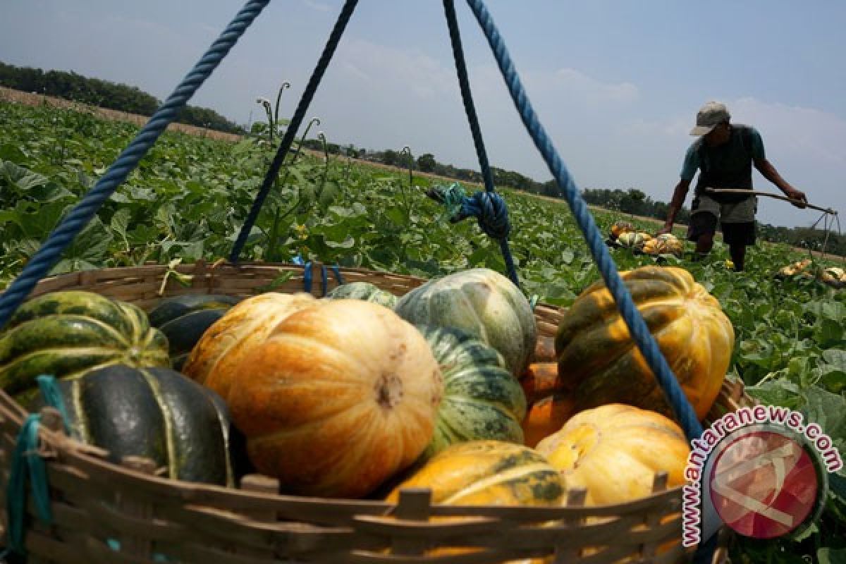 Dahlan katakan pengembangan buah lokal tidak boleh nanggung