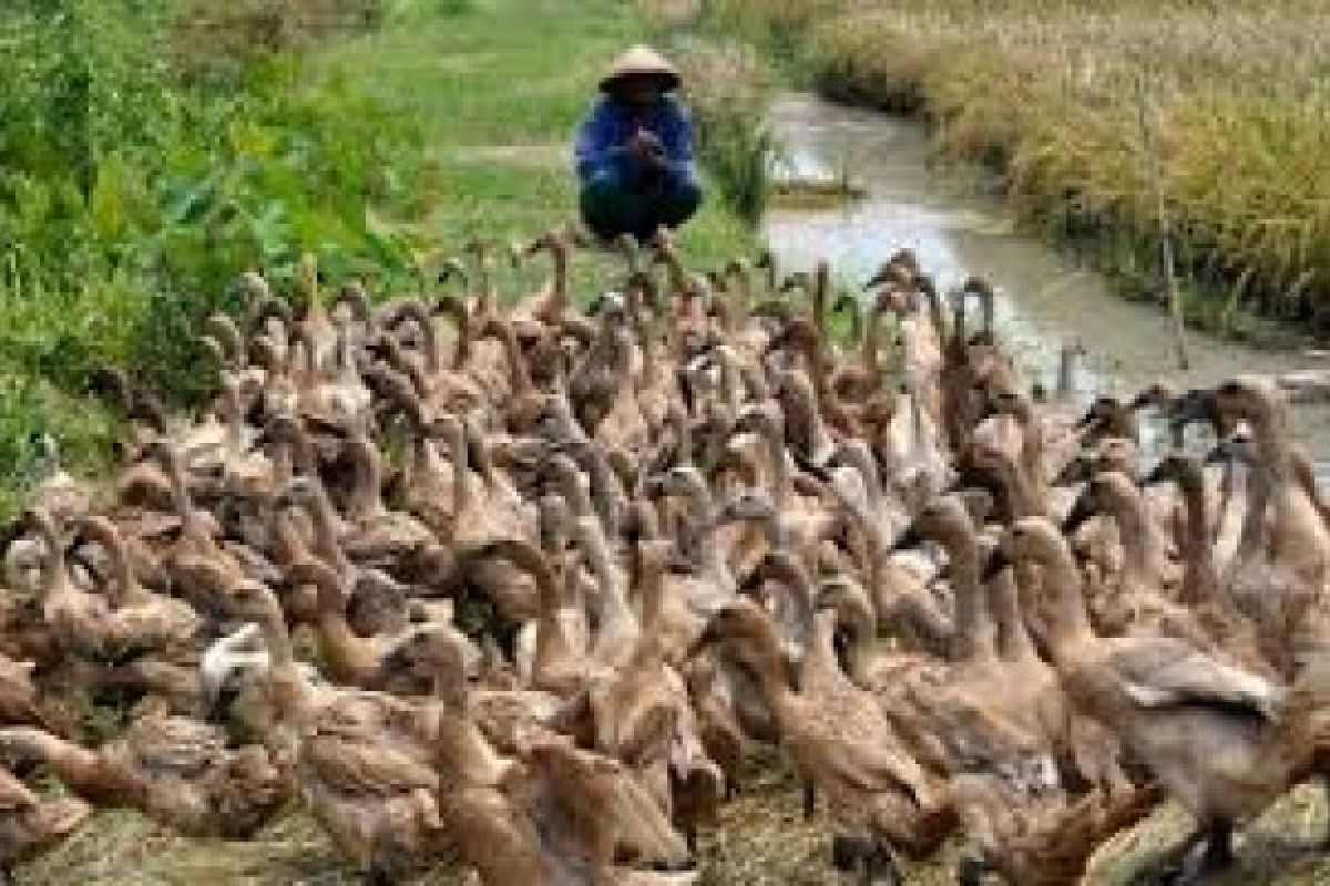 Terserang Penyakit, Ratusan Bebek Mati