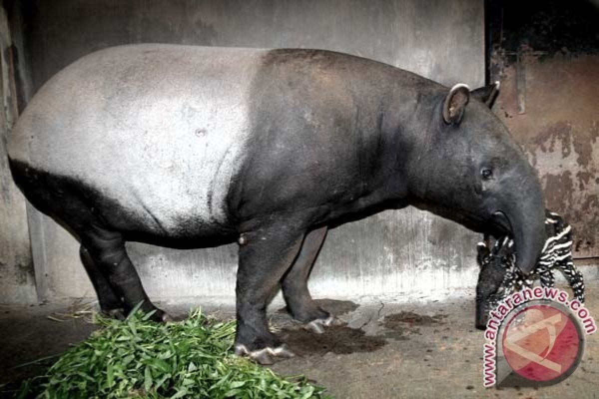 tapir di jambi mati setelah terjebak sumur