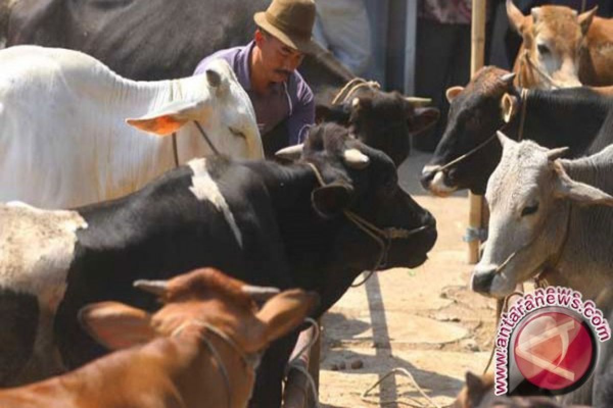 Kementan dorong Aceh jadi sentral peternakan sapi