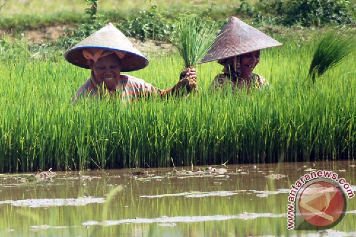 Petani Lampung Timur sulit dapatkan pupuk