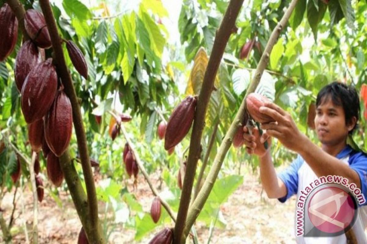 Hasil Kakao Kabupaten Bireuen Belum Maksimal