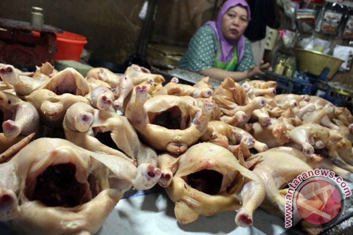 Harga daging ayam ras naik di Jambi