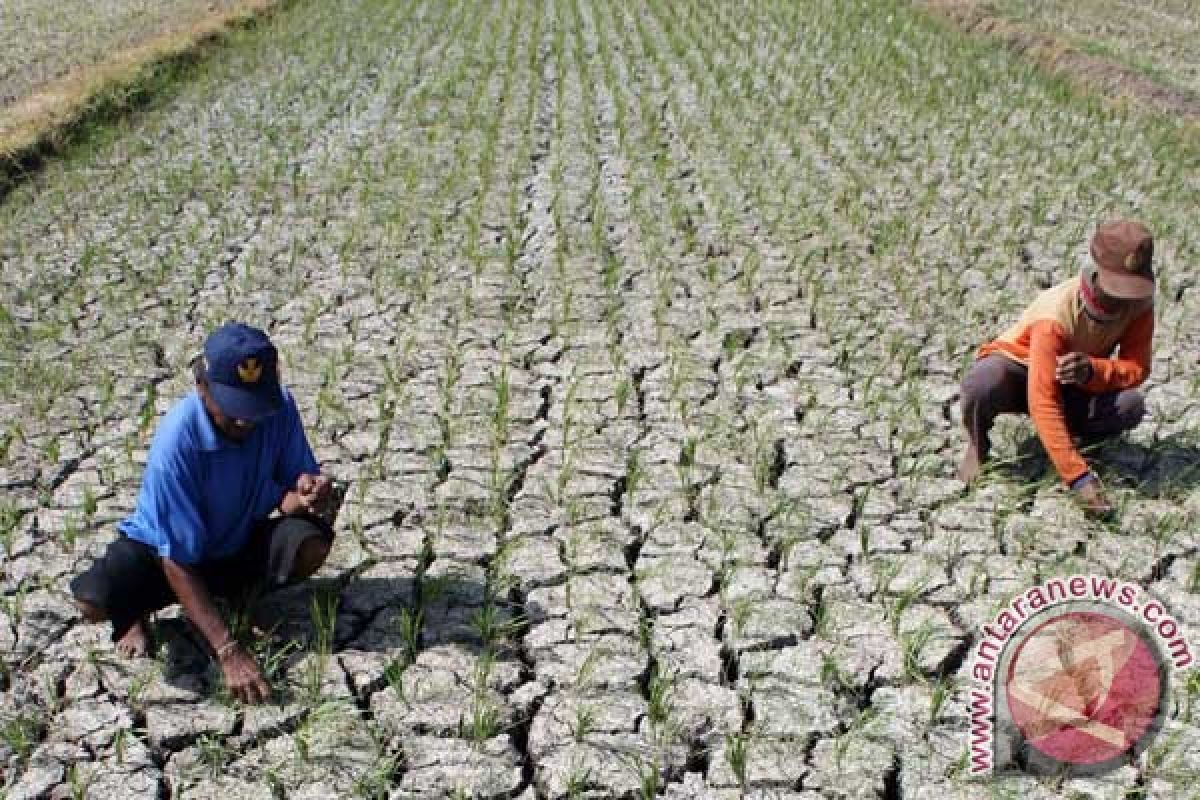 400 hektar sawah di Kupang dilanda kekeringan