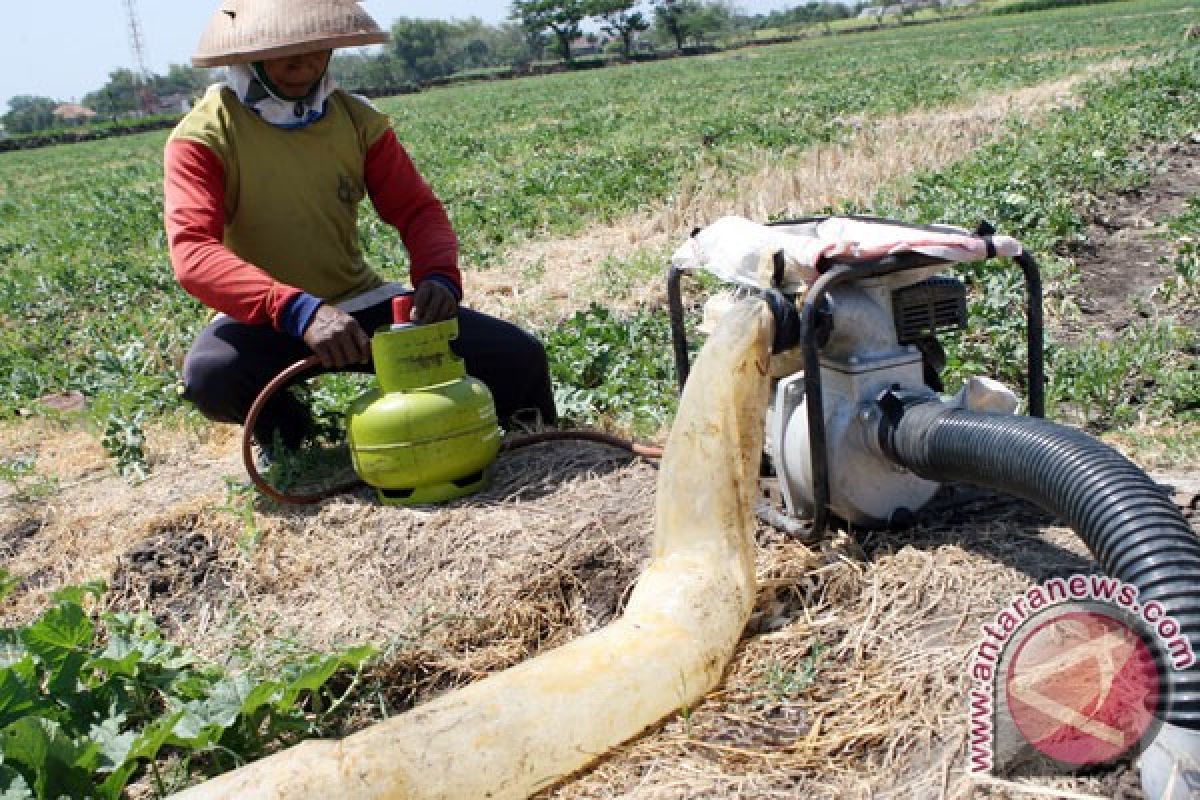 Produksi sayur turun akibat kemarau