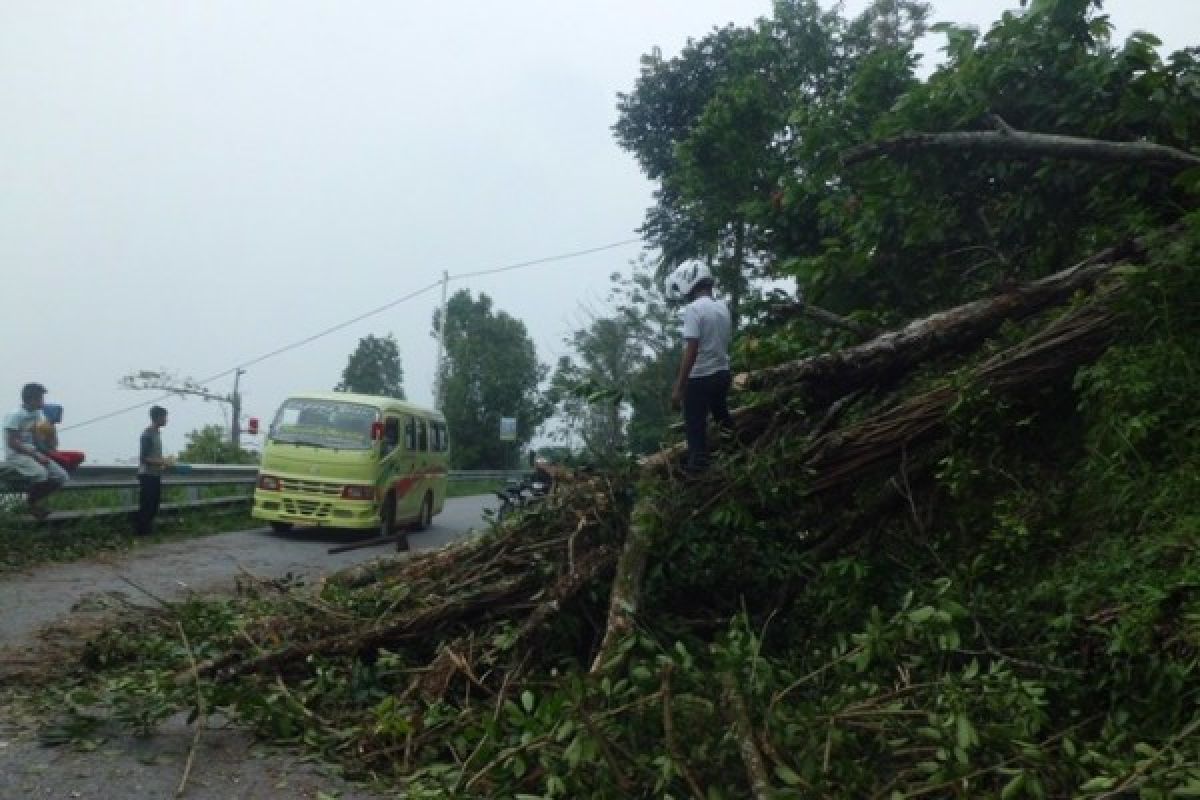 KLH Tanah Datar Pangkas Pohon Tua