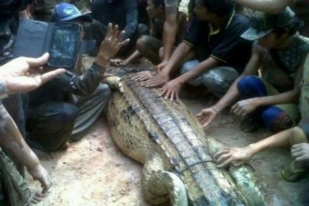 Warga Mandor Landak Tangkap Buaya Kuning