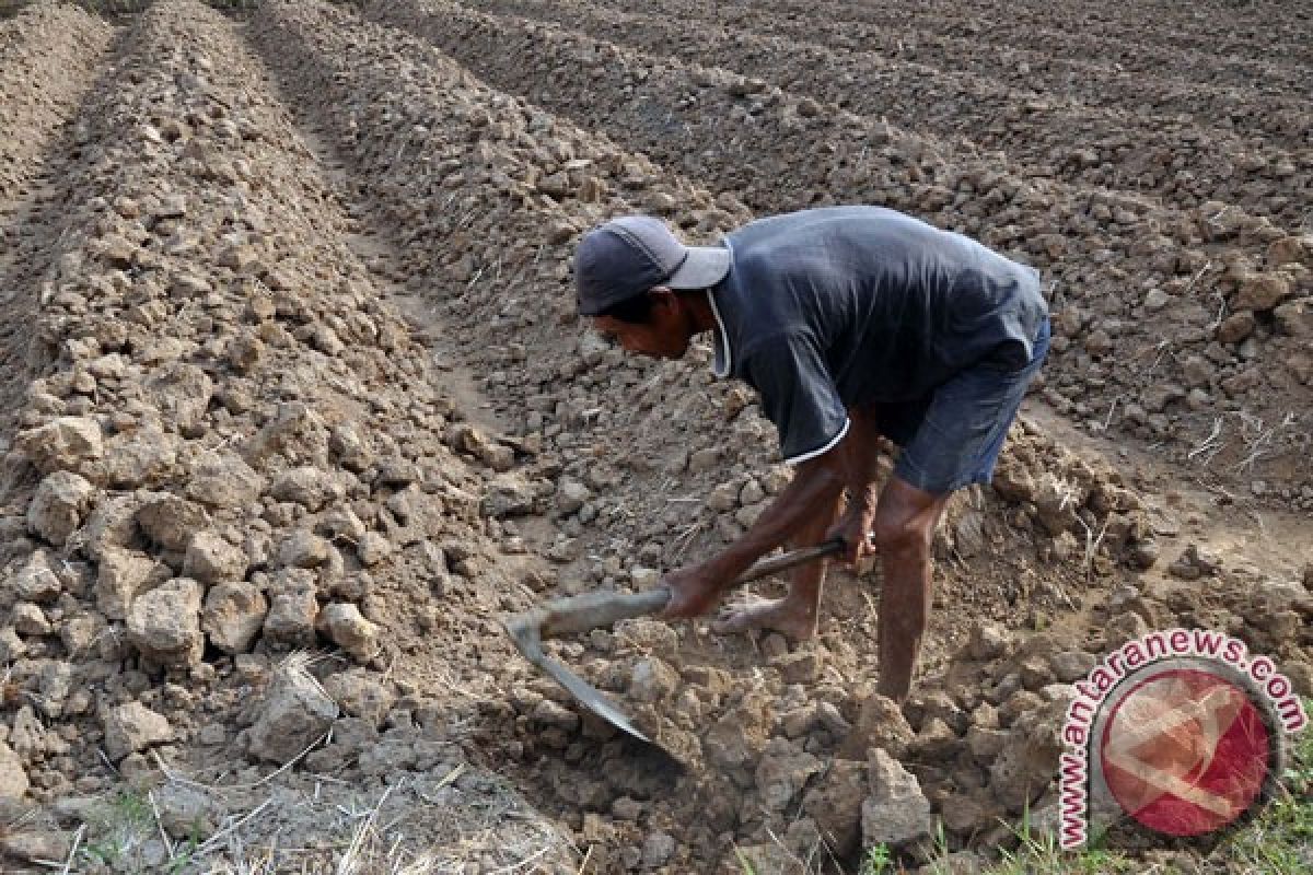 Kemarau petani terpaksa tunda tanam