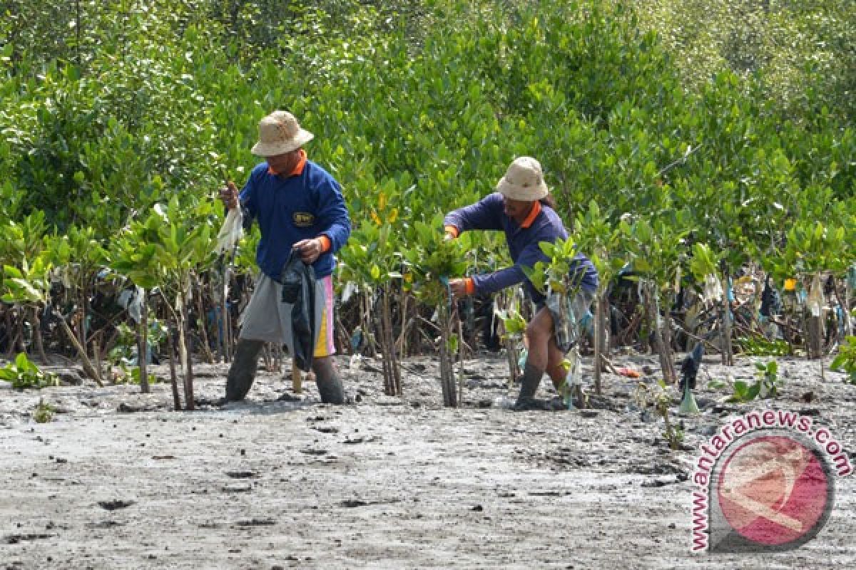 Gerakan tanam mangrove untuk antisipasi abrasi