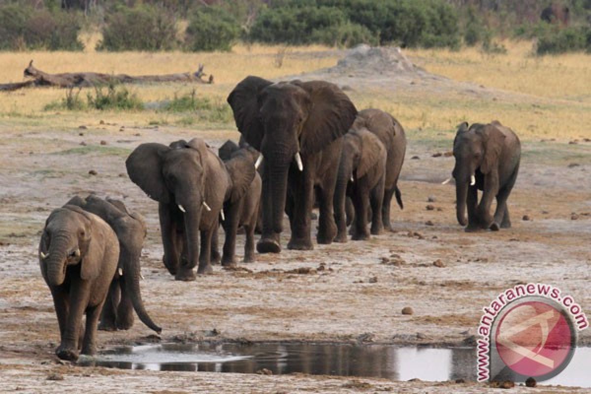 Pria Italia tewas terinjak gajah di Kenya