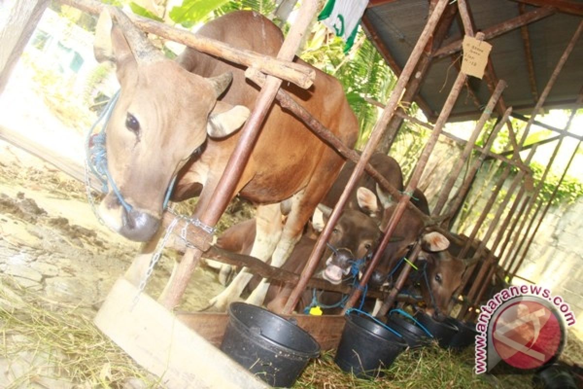 Pemkot Ajak Lulusan Peternakan Kembangkan Bibit Sapi 