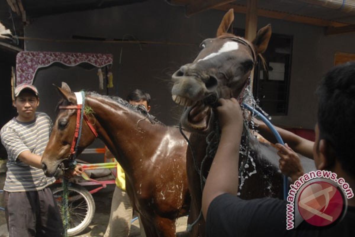 Kuda penarik kereta Jokowi didatangkan dari Solo