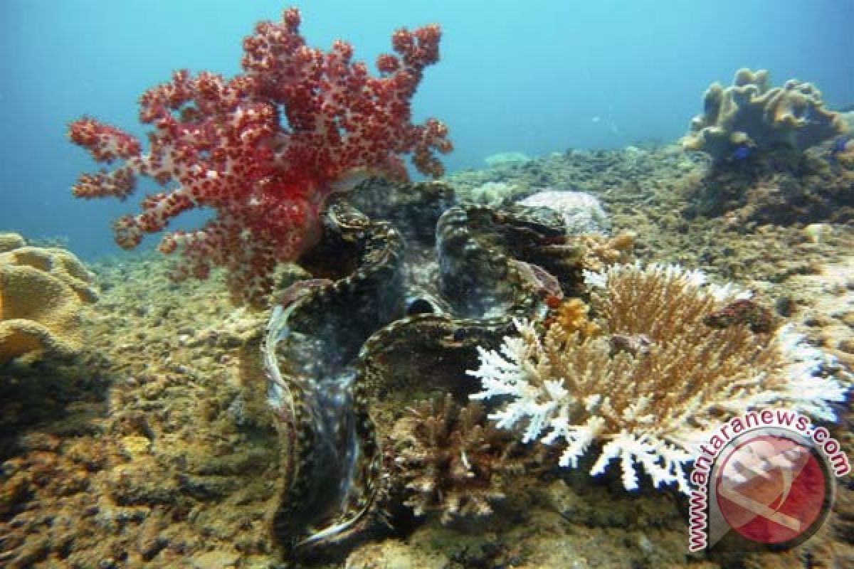 Studi: perubahan iklim ancam populasi kerang