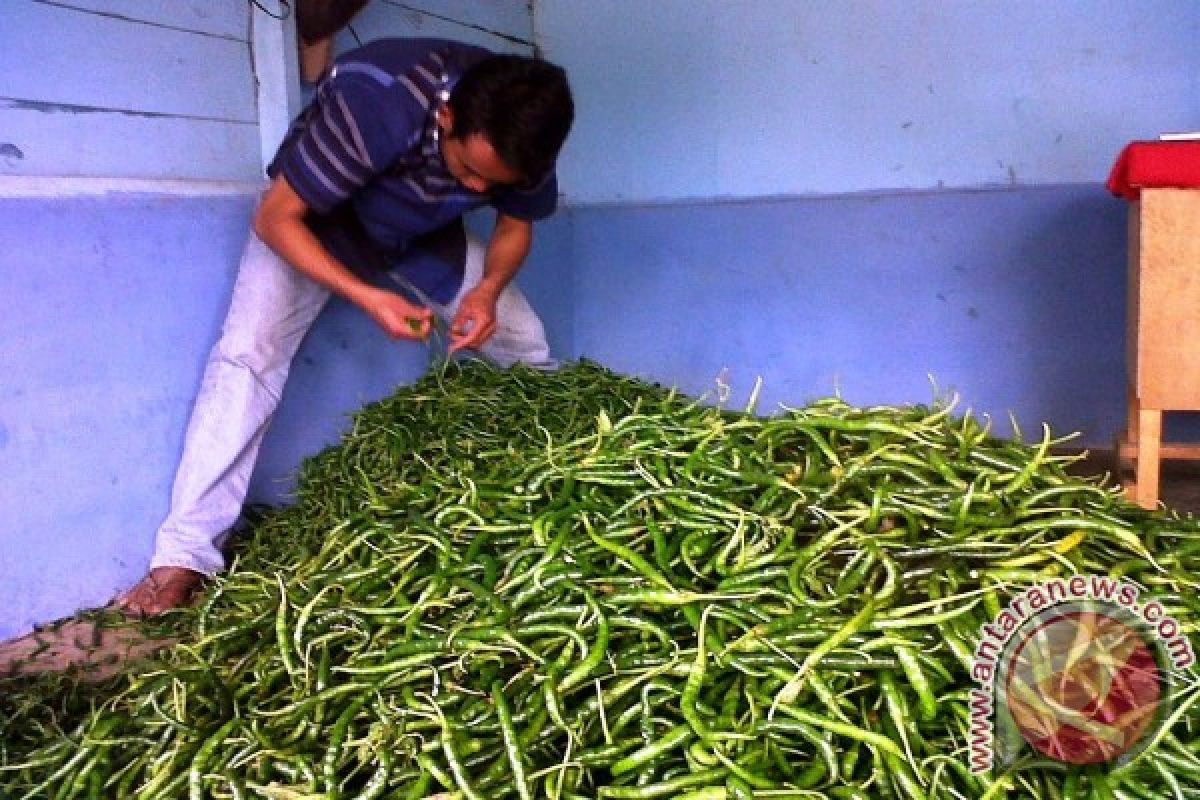 Harga cabai hijau di Lhokseumawe melonjak