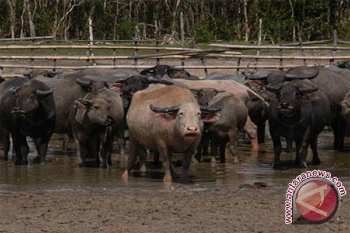 Swamp Buffalo Potentially for Culinary Industry