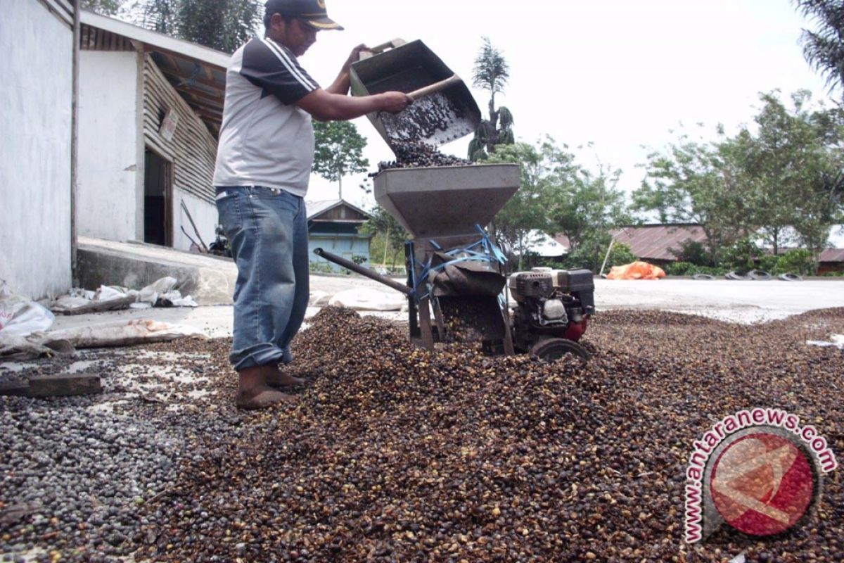 Robusta Bengkulu masuk semifinal kontes kopi spesial