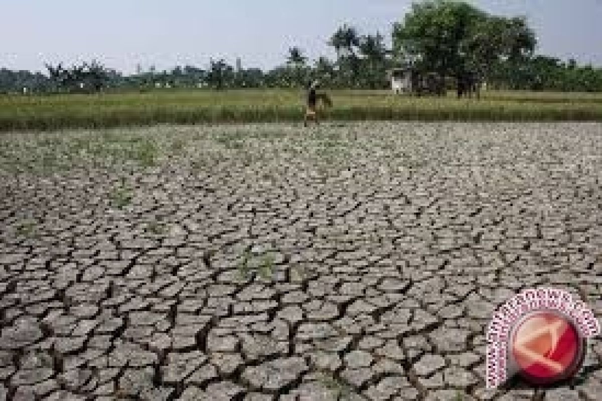 Petani Sigi Banyak Gagal Panen Akibat Kemarau 