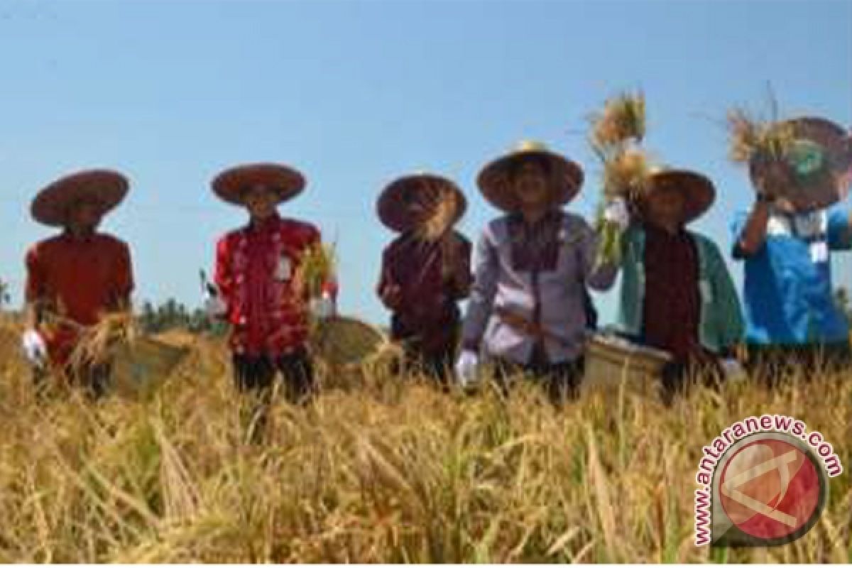 BI Bantu Petani Tingkatkan Produksi Padi 