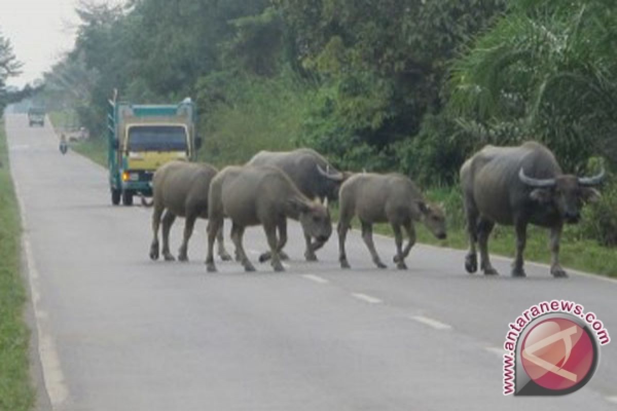 Warga Mukomuko Masih Lepasliarkan Kerbau dii Jalan