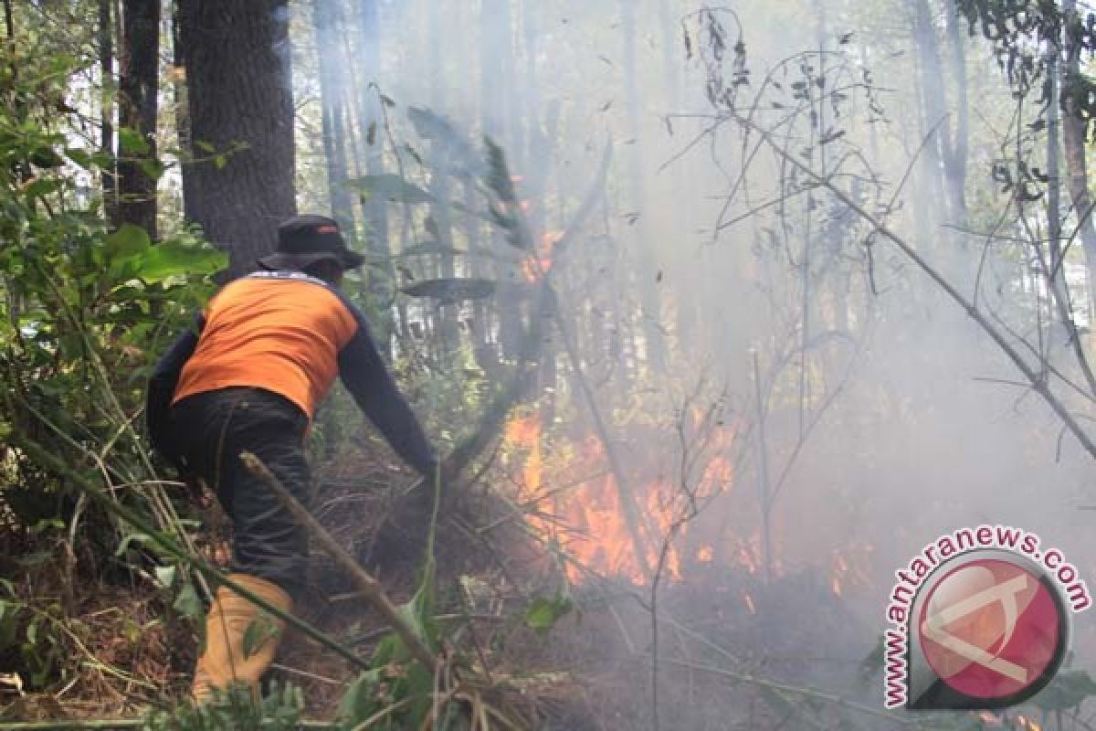 Satelit tak pantau pinus terbakar di Pidie