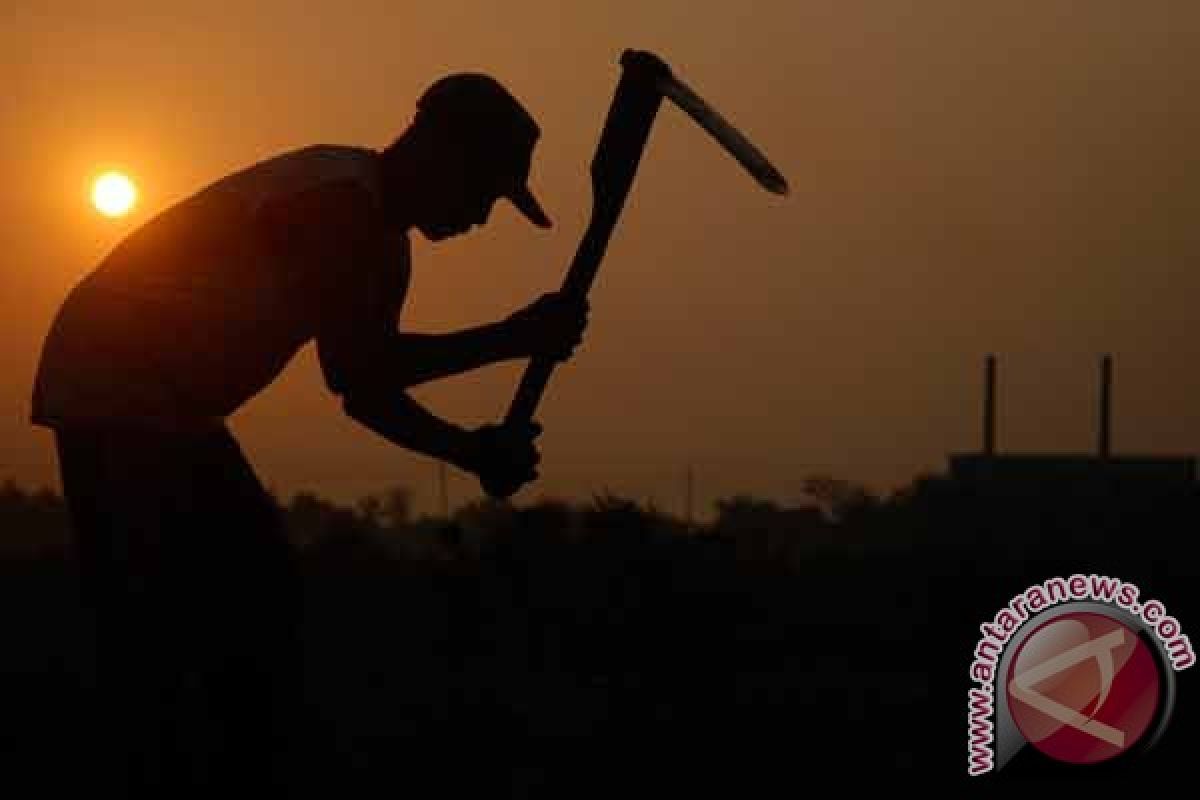 80 persen petani Indonesia berusia di atas 50 tahun