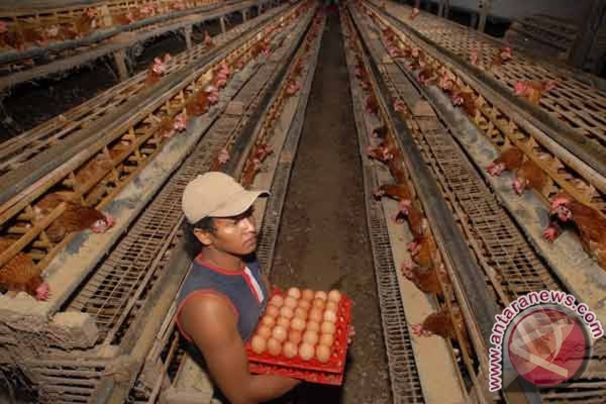 FAO kembangkan aplikasi untuk peternak ayam petelur