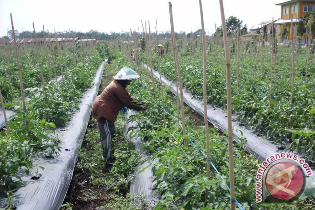 Harga tomat di Mukomuko bertahan tinggi