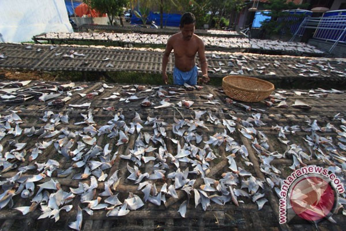 Greenpeace dan Savesharks gelar dukungan makanan tanpa hiu