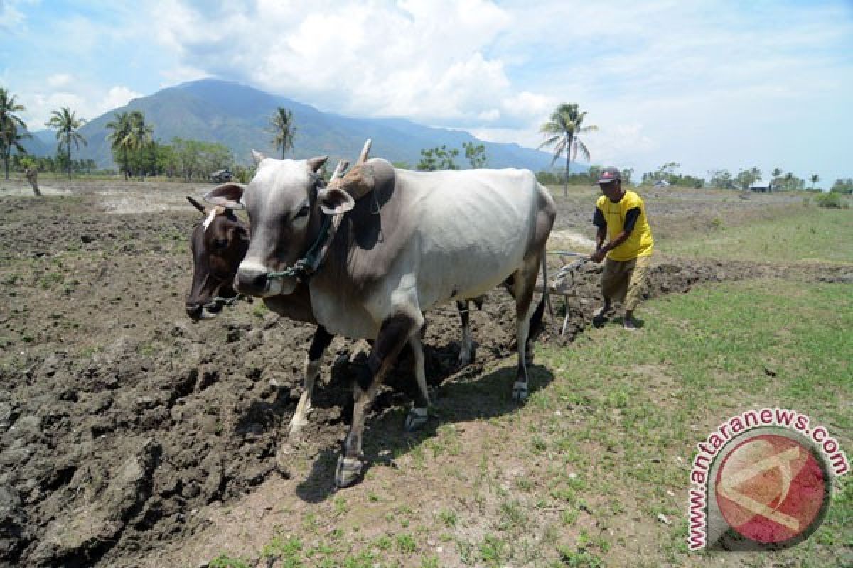 Sawah tadah hujan Majene butuh irigasi