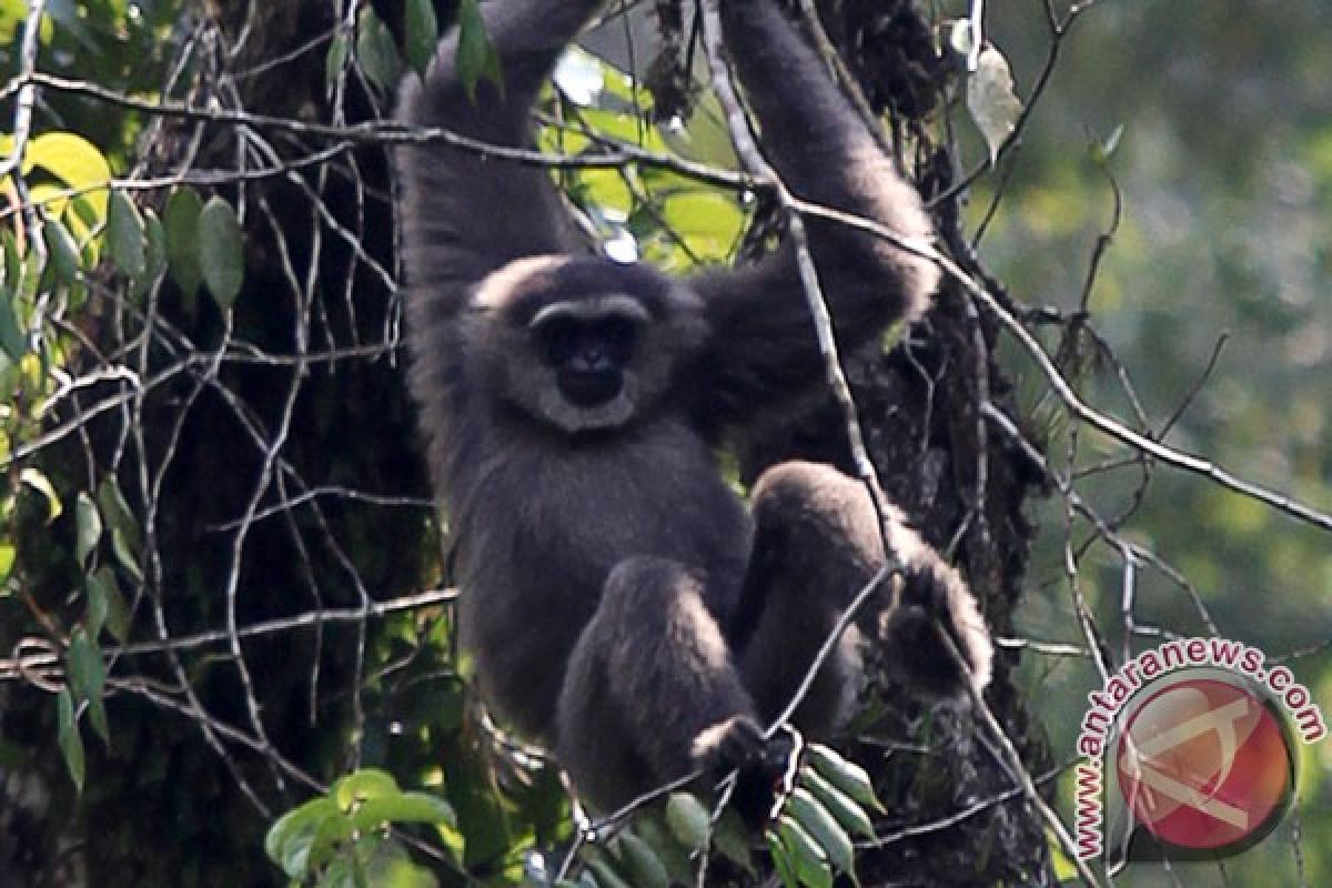 Owa jawa di Taman Nasional Gunung Halimun Salak