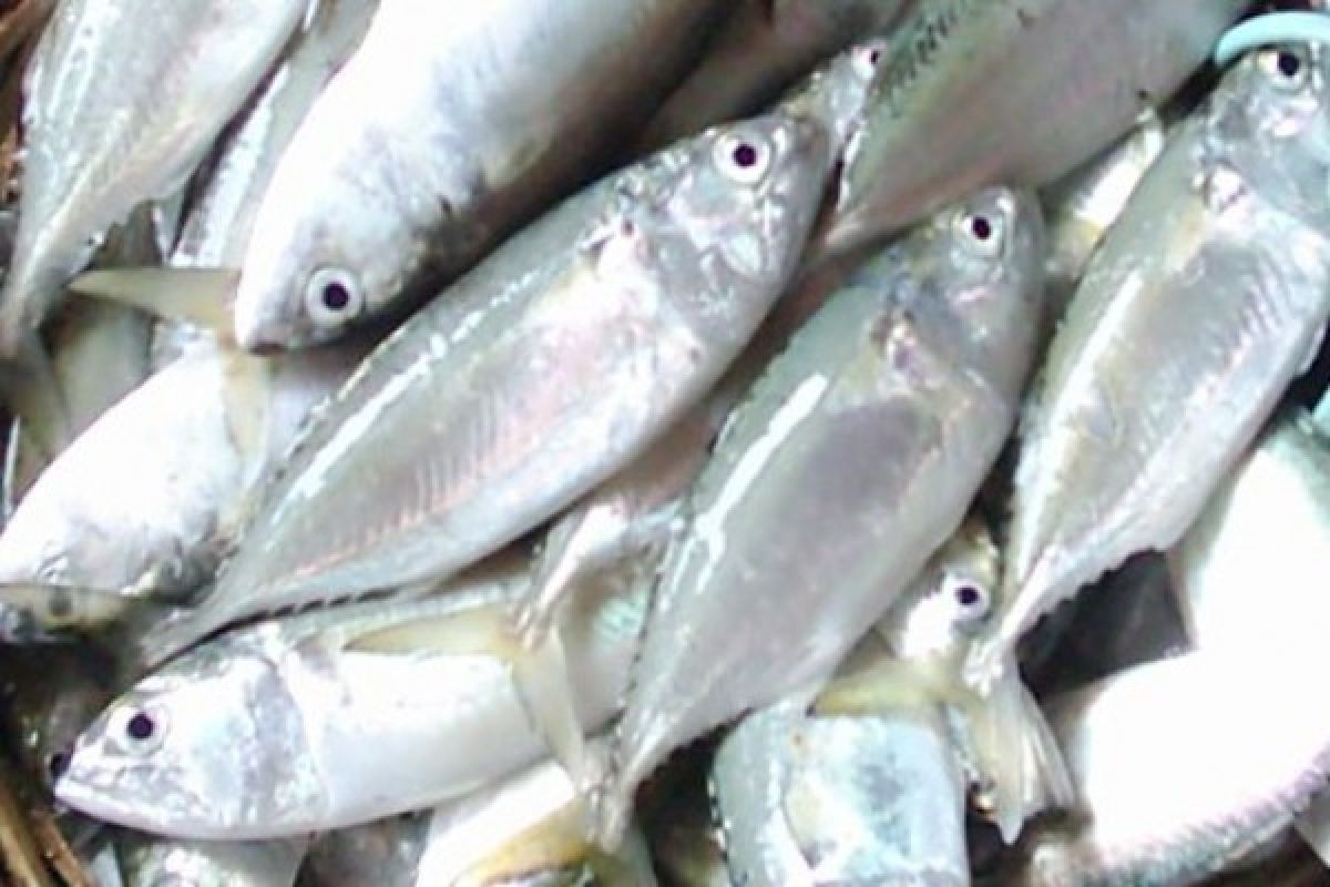 Nelayan Ketapang Mulai Panen Ikan Kembung