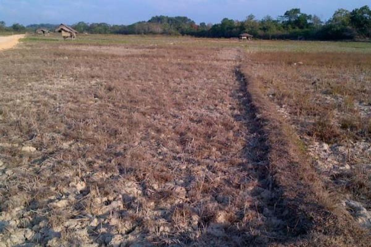 Ratusan Hektare Sawah Di Konsel Terancam Puso 