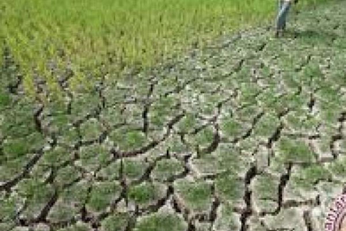 400 Hektar Sawah Di Kupang Dilanda Kekeringan