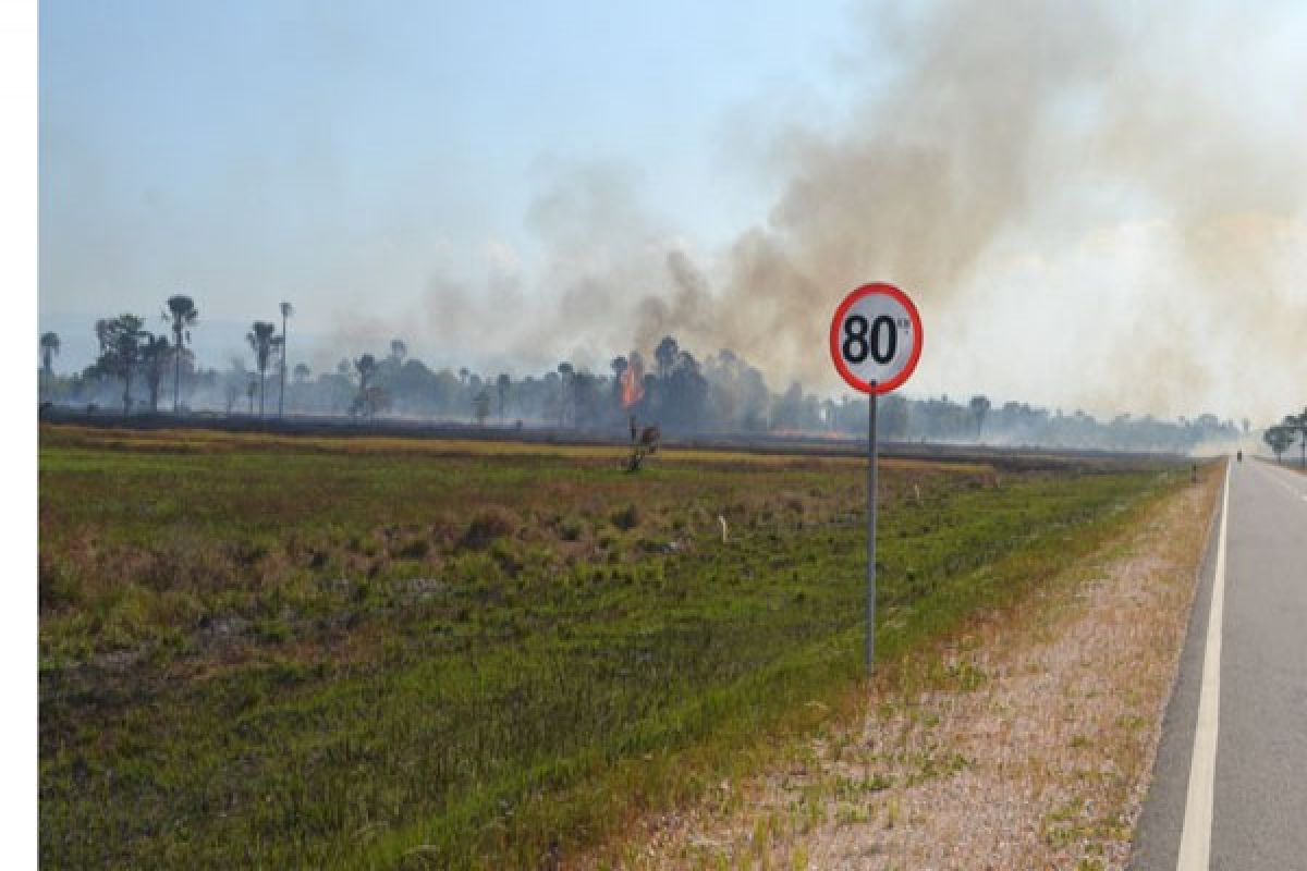 Terbakar, 300 hektare savana TN - Rawa Aopa Watumohai