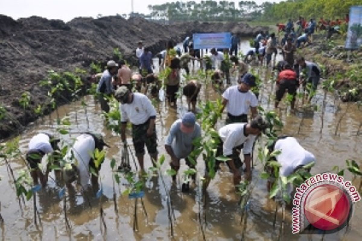 Prajurit TNI Biak tanam 1000 pohon mangrove