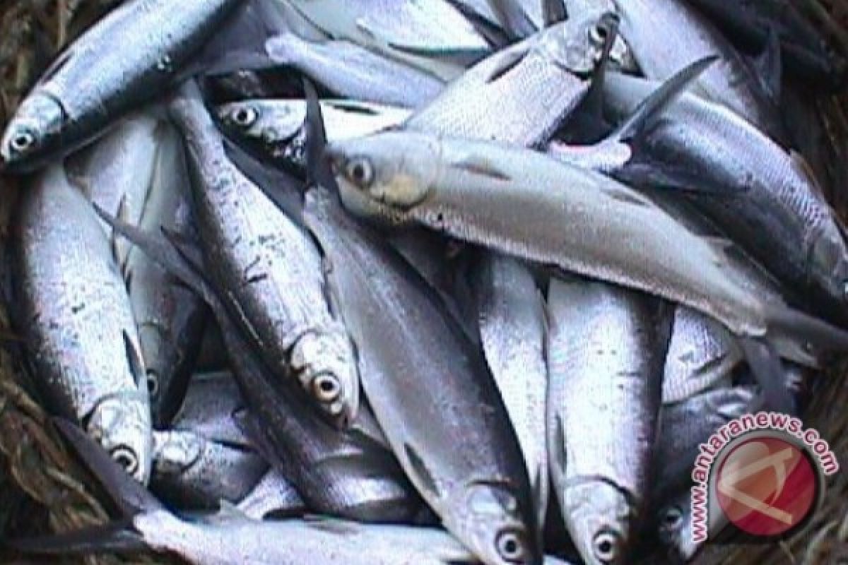 Pakar gizi: Ikan sumber protein terbaik