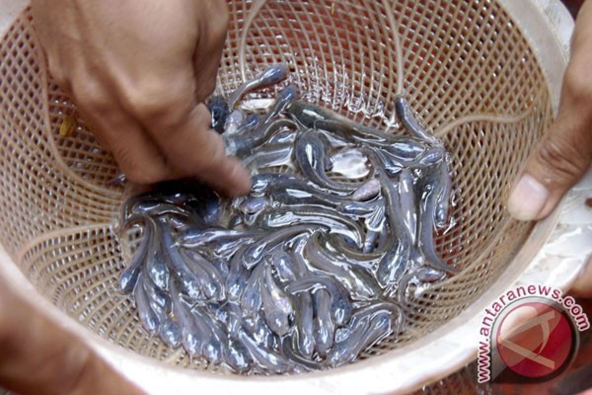 Kemandirian Pakan Dorong Peningkatan Produksi Perikanan Budidaya