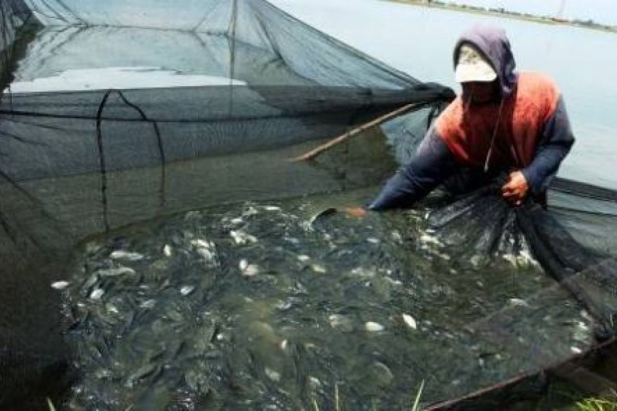 DKP Lebak Kembangkan Budidaya Ikan Air Tawar