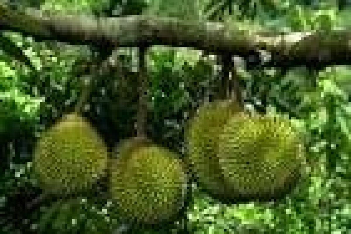 Banten Perbanyak Benih Durian